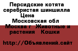 Персидские котята  серебристая шиншилла › Цена ­ 25 000 - Московская обл., Москва г. Животные и растения » Кошки   